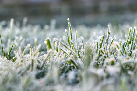 A hoarfrost and grass create amazing environment. It is magical atmosphere with chilling mood.の写真素材