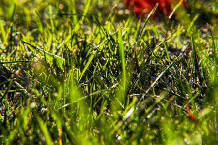 A beautiful yellow sunrays falling on garden. A beauty of grass. A growing grass in summer.