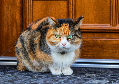 Hey, Im the boss. A colorful kitten sitting before main entrance to home and waiting for her owner when finally open the door. So she is so angry.の写真素材