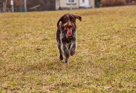 Domestic animal dog, Bohemian wire or griffon, runs along field and meadow with full energy. She enjoys this moment when she is free.の写真素材