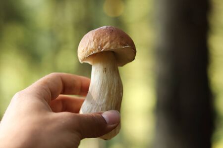 Wonderful Boletus edulis located in Beskydy czech republic. ManÂ´s hand holds penny bun or...