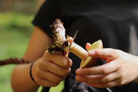 Cleaning the fungus from mycelium. Mushroomer cleans stem from clay, earth. Cuts xerocomus subtomentosus after take from land. Boring brown bolete in processの写真素材