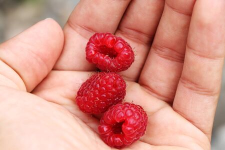 Detail on forest raspberries in manÂ´s hand. Red-fruited Rubus idaeus for perfect snack after...