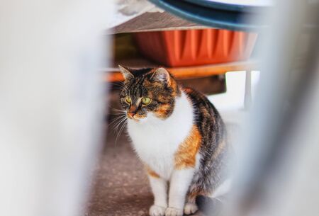 Curious colored kitten sits under desk and watch some actions in her garden. Young inquires felis...