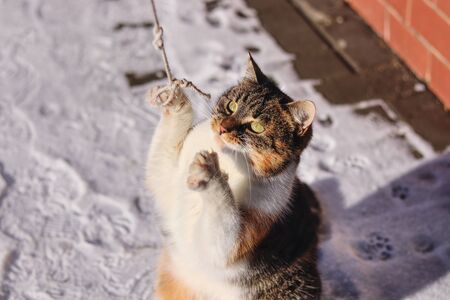 Detail on cat paws and beaming face. Playing games with cat in winter times. Kitten stands on back legs and with front legs attacks on string. Colored felis catus domesticus with green eyes.の写真素材