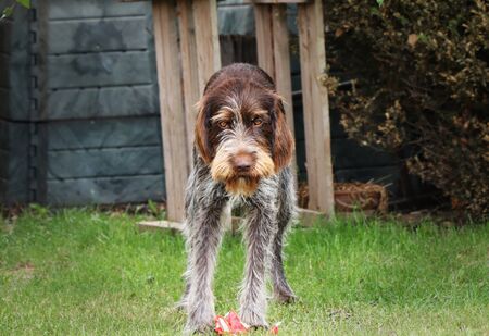 Wonderful face of Bohemian Pointer in whole her beauty. Brown fur with grey colour on legs. Angry...