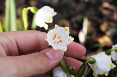 Flower with yellow rather than green marks. At the start of flowering. Typical form with green marks...