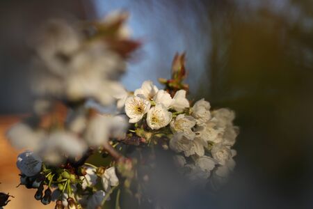 Blooming seasons of flowering cherry trees during golden hour. Typical tree for czech gardeners. Prunus avium during spring. Prunus cerasus as bloom of white flowers. Concept of garden fruits.の写真素材