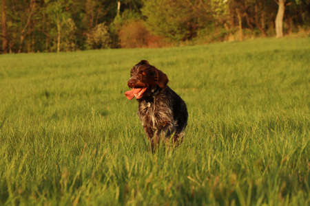 Barbu tcheque likes free movement around the land and keeps in great condition. He crawls into all...