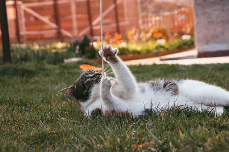 Naughty cat has taken a fighting stance and is waiting for the enemy's mistake. Feline with green eyes look at camera. A walk around her territory at morningの写真素材