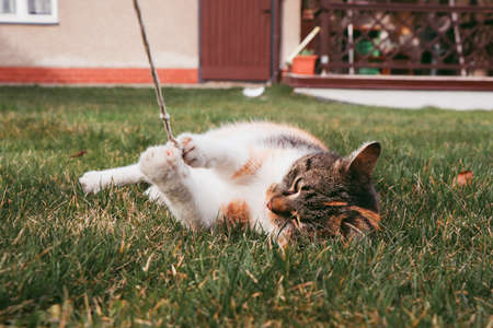 Little cat tirelessly plays with the string with his claws. Felis catus domesticus with green eyes is interested in playing with a short rope.の写真素材