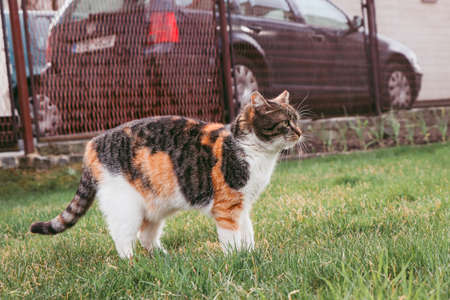 Colored cat walks around the garden and looks around majestically. Feline scratches a small branch. Getting rid of fleas. Czech cat in a country garden. he looks up and waits for right time to jump.の写真素材