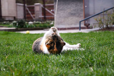 Tired cat playing with string in the garden.の写真素材