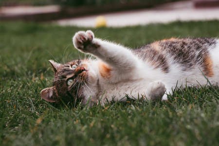Felis catus domesticus practices morning yoga and stretches all weak muscles. Colorful kitten looks...