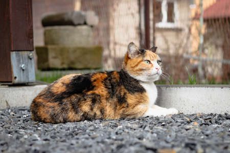 Frown of a green-eyed house cat peering keenly into the camera. Felis catus domesticus watches his territory with annoyance. Czech garden. Close up on felineの写真素材