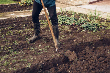 temporary worker struggles with a spade to make a large enough groove for manure, which will improve...