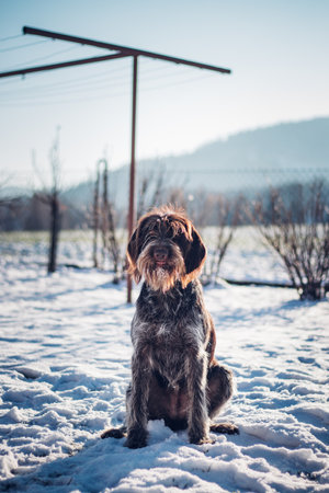 Rough-coated Bohemian Pointer sits perfectly on the snowy landscape at sunrise.の写真素材