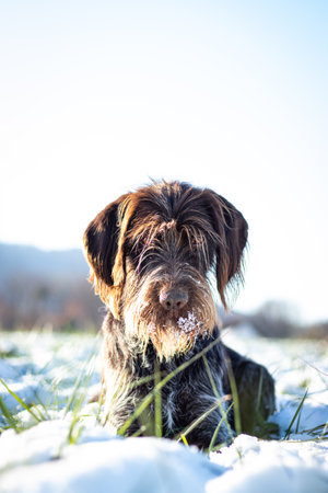 Satisfied, Bohemian Wire-haired Pointing Griffon rests in the snowy landscape, staring with a...