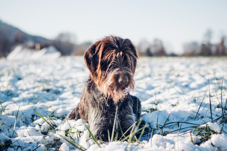 Bohemian Wire-haired dog Pointing Griffon rests in the snowy landscape above voles nest, waiting to appear.の写真素材