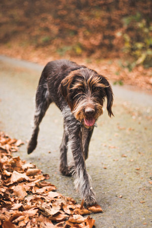 Brown and white Barbu tcheque walks down the road and enjoys his freedom as he is released from the leash. Pet on a walk. Bohemian Wire-haired Pointing Griffon with a satisfied expression.の写真素材