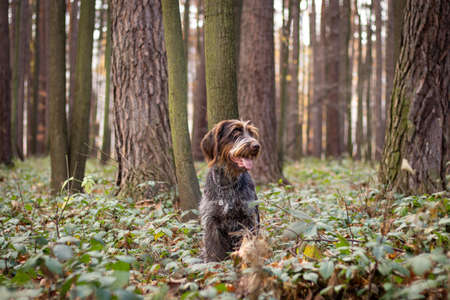 Smiling and satisfied female Rough-coated Bohemian Pointer sitting in the middle of forest in bushes and watching what is happening in forest. The concept of devotion and freedom of animal.の写真素材