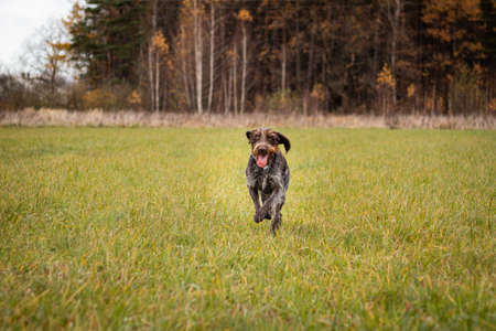 Rough-coated Bohemian Pointer runs through grassy field and enjoys long straights. Marathon training. Training dogs for hunting work. Bohemian Wire-haired Pointing Griffon, dog in jump with tongue out.の写真素材