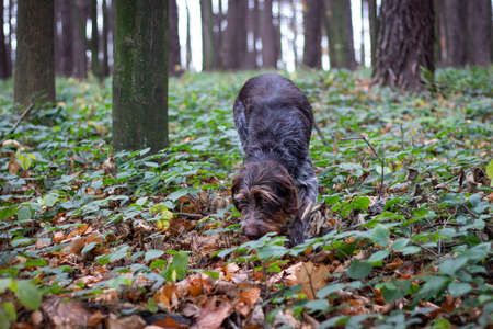 Bohemian Wire-haired Pointing Griffon tries to find the scent trail of a wounded animal in the forest. Hunting dog in action. Finding vole. Dog, Czech fousek while hunting. Gray moss tone.の写真素材