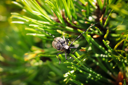 Detail on the head of a rare species of beetle Cerambyx cerdo occurring in the Bohemian Forest in...