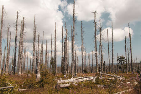 destroyed Å umava landscape is trying to regain its diverse vegetation and biodiversity after a...