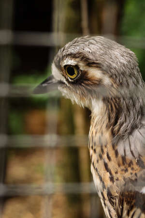 Closeup of the eye of a bush stone-curlew running around its paddock. Proudly erect head of Burhinus...