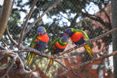 Three brothers Coconut lorikeet sitting on a branch and two of them are fighting over a piece of...