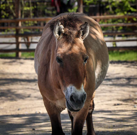 Portrait of mother Equus przewalskii walking into paddock in national park. The last wild species of horse. Very wild animal. Przewalski's horse body.の写真素材