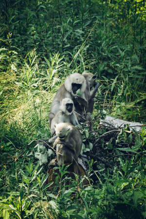 Hanuman monkeys sits with the whole family by a tree, trying to get food from it. Semnopithecus...