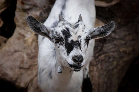 Closeup of the head of a clever white-black domestic goat with small horns. Animal raised for milk,...