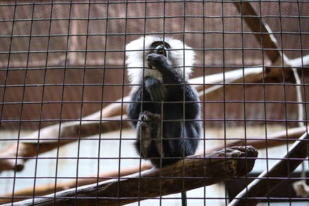 Thoughtful expression of a Lion-tailed macaque monkey sitting on a branch leaning against a cage....