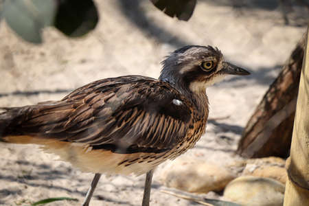 Closeup of the eye of a bush stone-curlew running around its paddock. Proudly erect head of Burhinus...