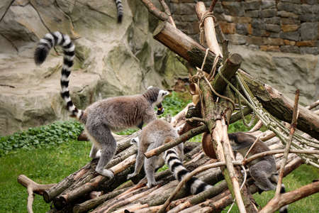 group of ring-tailed lemurs select the best and tastiest stalks of grass to eat. Lemur catta - lunch...