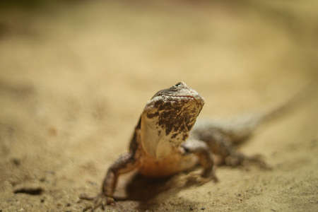rapelus sanguinolentus stands motionless on the sandy ground, looking back curiously, wondering what...