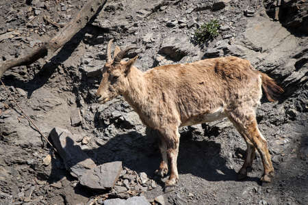 Alpine mountain sniff and climber Alpine ibexstands on a steep slope completely unimpeded. Four-legged professional rock climber - Capra ibex.の写真素材