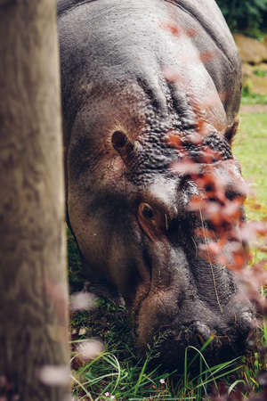 huge creature eats grass at lunch. Hippopotamus amphibius is dedicated to feeding his great figure. common hippopotamus among the bushes.の写真素材