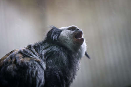 Angry Black-tufted marmoset shouts his dissatisfaction at the whole world. Callithrix penicillata...
