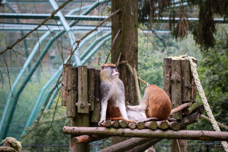 adult and tired Patas monkey sits leaning against a wooden pole and gets a massage by his younger...