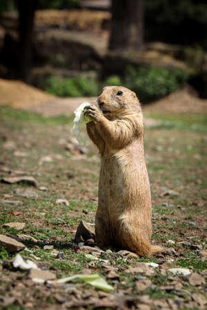 cute Black-tailed prairie dog stands on back legs and holds a piece of fruit in its tapes and eats its snack to gain energy for an afternoon fool. Gray Cynomys ludovicianus bites. Funny expression.の写真素材