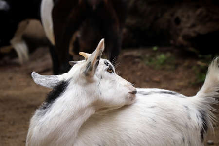 fun expression of a domestic goat trying her tongue to clean her fur coat on the left side of her...