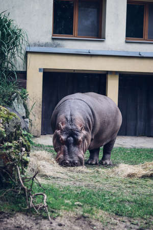 Hippopotamus amphibius eats found vegetarian food in its enclosure. highly aggressive and unpredictable nature. Snack after sleep.の写真素材