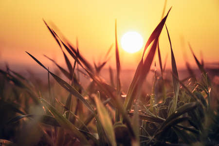 Sunset on a grass field, where an orange ball passes through individual blades of grass. The magical orange light contributes from the green grass.の写真素材