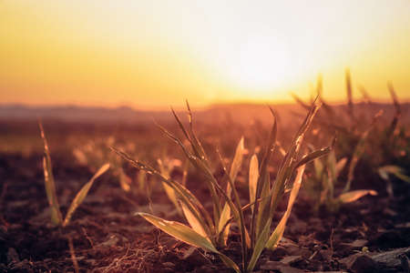 orange-yellow glow hits the blades of grass and help them get the necessary nutrients to grow. Cultivated land flooded with sun. A magical fairy tale during the night hours.の写真素材
