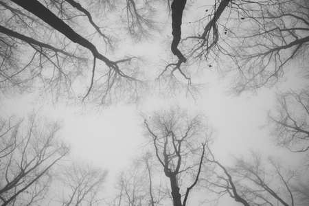 Black and white depressing photo of trees and gray sky. Foggy and frustrating morning.