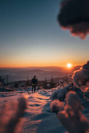 watching the sunrise from behind spruce twigs in winter in Beskydy mountains, Czech Republic....