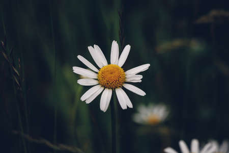 Missing white petals on the oxeye daisy flower represent good luck and bad luck. Leucanthemum...